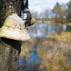 Walking in the Utrechtse Heuvelrug region