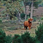 Wandelen bij Arnhem en Nijmegen