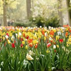 The most beautiful spring park in the world