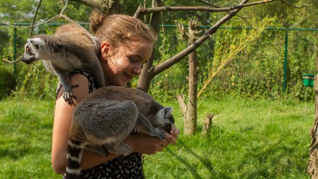 Discover the ‘Dierenrijk’ kids animal park