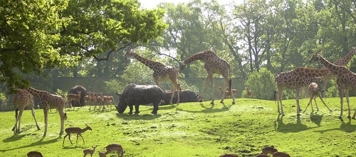 Emmen zoo