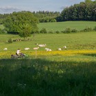 Fietsen door het Land van Herve