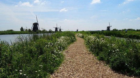 Fietsen door de Alblasserwaard