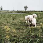 Fietsen door de Alblasserwaard