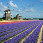 Fietsen door de Bollenstreek