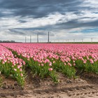 Fietsen door de Bollenstreek