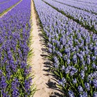 Fietsen door de Bollenstreek