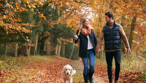 Promenade en forêt avec un chien
